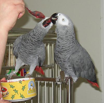 Pair Of African Grey and Hyacinth Macaw Parrots For adoption