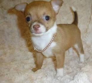 AKC register chihuahua pup