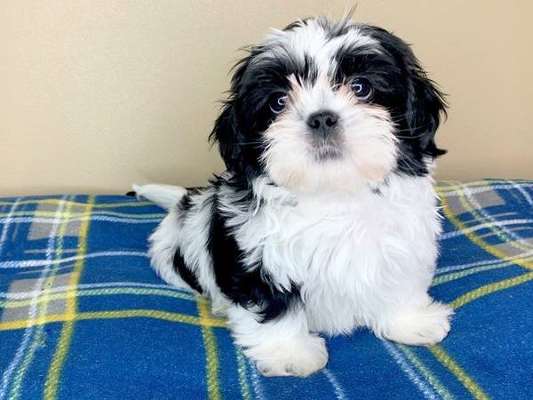 Shih Tzu puppies for Re-homing! Incredibly Sweet