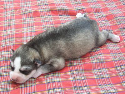 Siberian Husky Puppies
