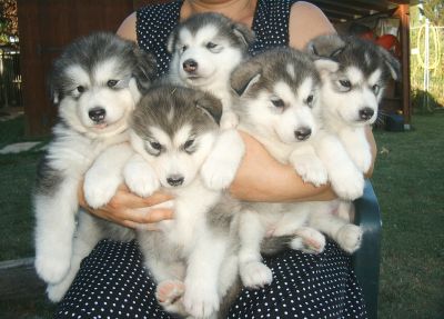 Alaskan malamute puppies available, 