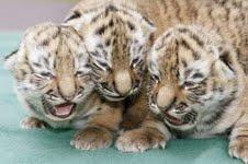  ADORABLE TAME TIGERS,CHEETAHS,FOXES,CHIMPANZEE,LIONS AND LEOPARDS