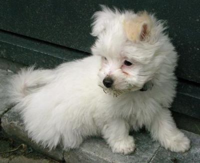 MAltese Puppies available
