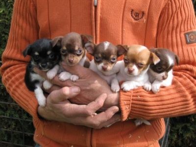 Smoothcoat Chihuahua Puppies Offers.