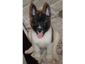 Akita for Sale