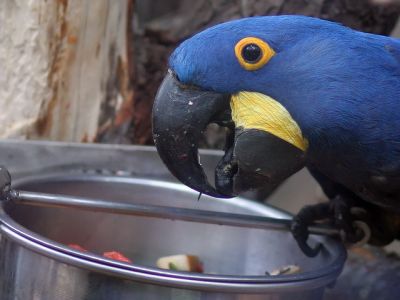   Free Pair Of Hyacinth Macaw Parrots For Free