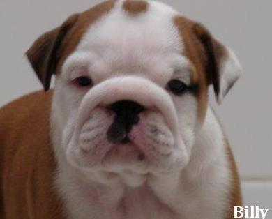Nice Looking Female English Bulldog Puppy For Adoption
