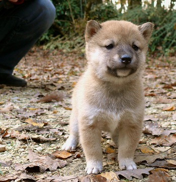 handsome male shiba inu puppfor adoption