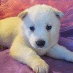 siberian husky puppies for sale