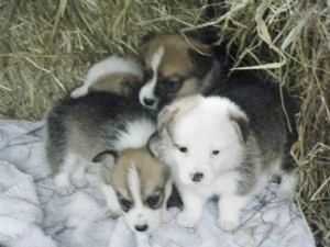 Pembroke Welsh Corgi Puppies for Sale