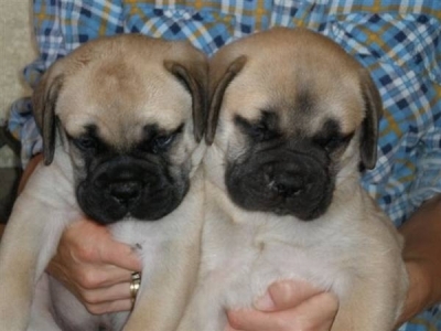 Beautiful Red& Fawn Bullmastiff Pups. 