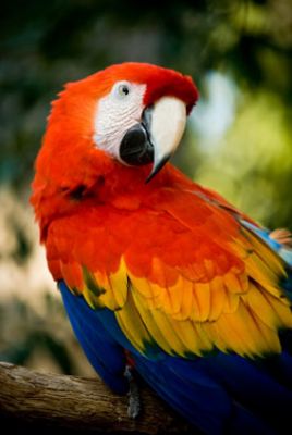 DNA Tested Blue and Gold Macaw Bird