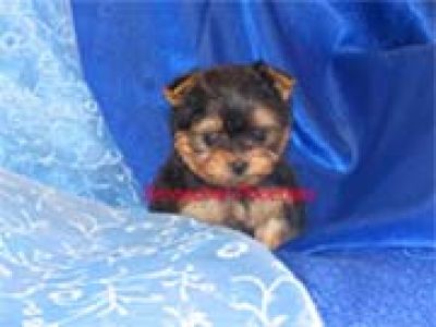 Yorkshire Terrier