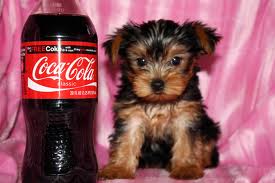 Cute Yorkshire Terrier puppies for sale to caring families