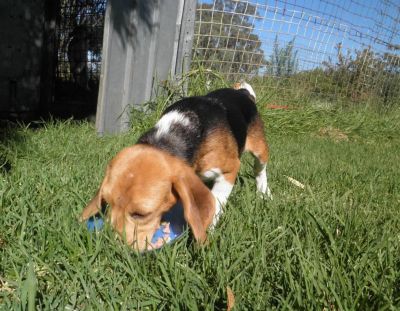 PEDIGREE BEAGLE PUPPIES LOOKING FOR GOOD HOMES