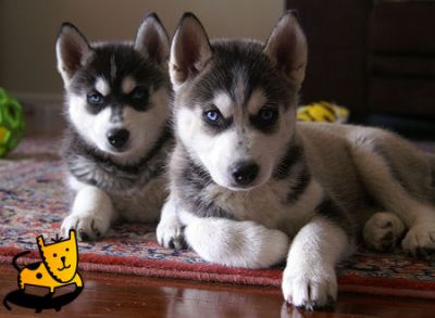Siberian Husky Puppies For Sale