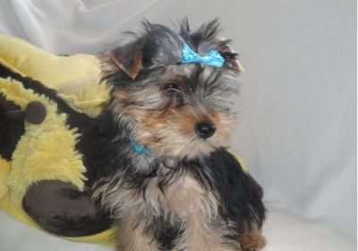 registered Yorkshire Terrier