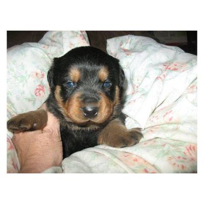  Rottweiler  Puppies are ready Now