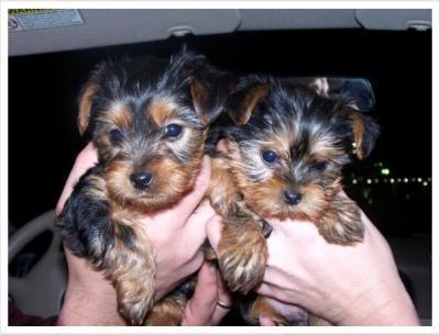 Two Yorkie puppies (Lisa And Ramcy) For Free Adoption