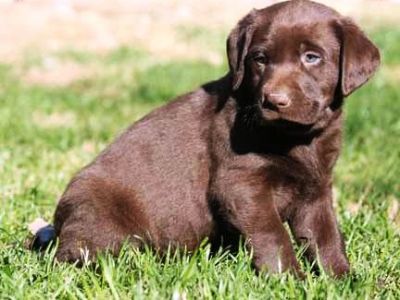 Labrador Retrievers puppies  for sale