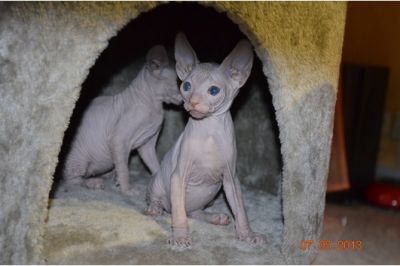 Cute male and female Sphynx kittens for adoption.