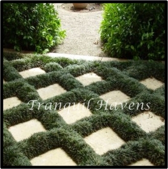 100 Dwarf / Mini Mondo Grass $35.00 Free EXPRESS Post