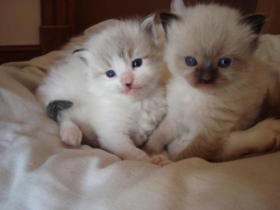 ragdoll-kittens for adoption