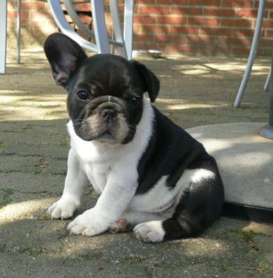 French bulldog puppies for adoption