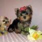 Adorable Yorkie Puppies For Adoption For Valentines day