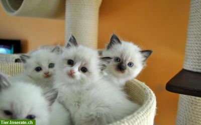 three male and two females Ragdoll kittens 