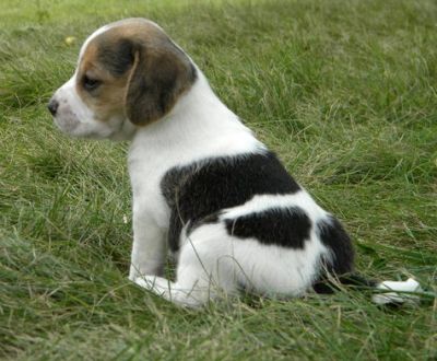 beagle puppies for adotion