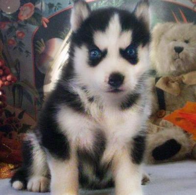 Siberian Husky puppies Akc registered