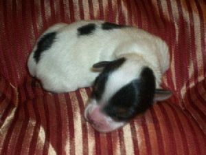 lovely yorkies for you