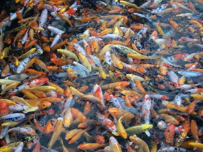 Tropical KOI fishes available at thier best prices.