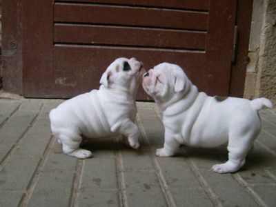 Healthy Well Trained Male and Female Bulldog Puppies Available 