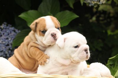 Healthy English bulldog puppies available