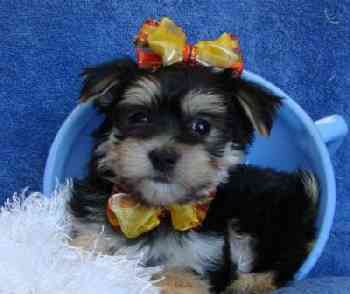 excellent home raised teacup yorkie Puppies for Adoption