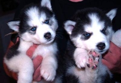 Blue Eyes Siberian Husky Puppies For Adoption