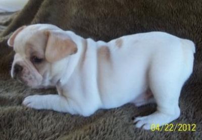 Powerful and adorable Frenchie looking for a peacefull and pets loving family