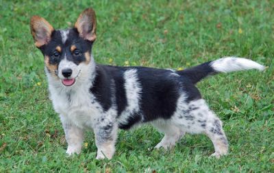  welsh corgi puppiesfor adoption
