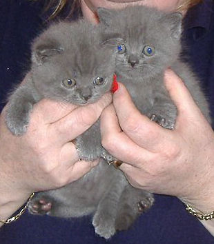 Gorgeous Tica & CFA Registered British Short Hair Kittens For Good Homes 
