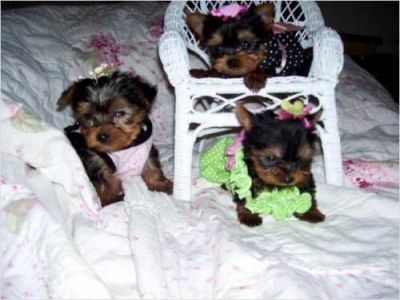 X-mass cute gorgeous Male and Female Yorkie puppies for adoption to any new loving and caring home.