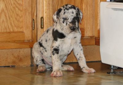 Adorable Great Dane Puppies Available Now.