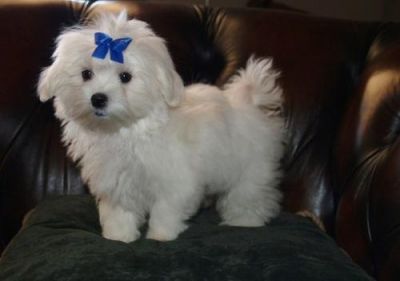 100% purebred Maltese puppies at their best