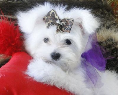 CUTE AND CHARMING MALTESE PUPPIES FOR ADOPTION