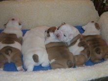 English Bulldog puppies for free