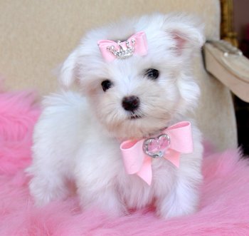  Teacup size Maltese Puppies for sale.