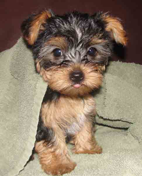 Good looking yorkie puppies for sale .