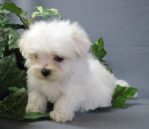 Lovely Male And Female Teacup Maltese Puppies For re Homing