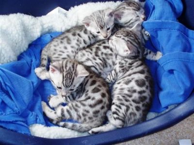 bengal kittens